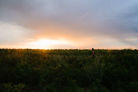Landscape Of Green Wheat Field Under Scenic Summer Colorful Dramatic Sky In Sunset Dawn Sunrise. Skyline. Copyspace On Clear Sky.の写真素材