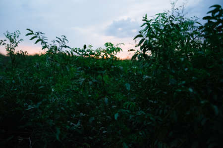 Landscape Of Green Wheat Field Under Scenic Summer Colorful Dramatic Sky In Sunset Dawn Sunrise. Skyline. Copyspace On Clear Sky.の写真素材