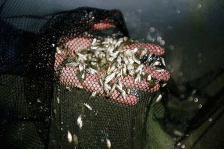 Rescue of fry of fishes from arid reservoirs. Catching of fry of fishes by a grid