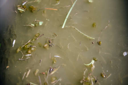 Rescue of fry of fishes from arid reservoirs. Catching of fry of fishes by a gridの写真素材