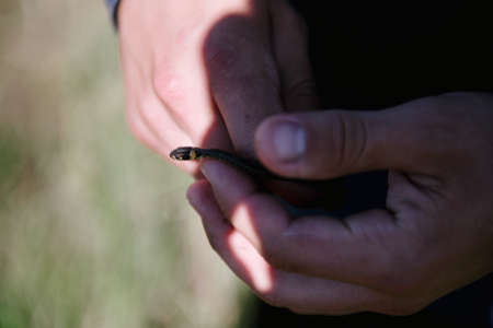 A man holds in his hands a small snake. Snake in the hands close-upの写真素材