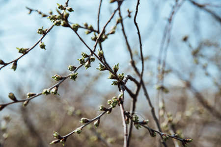 The unopened buds of the sloe. Blooming branches close up on blurred background. Copy spaceの写真素材