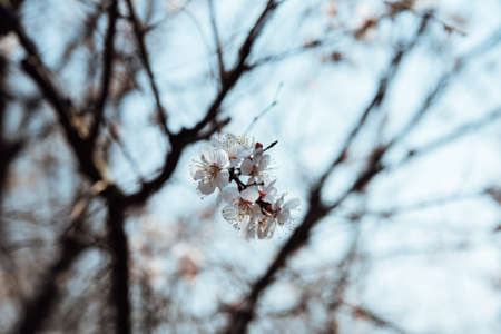 Close up of a branch with white cherry tree flowers in full bloom in a garden in a sunny spring day