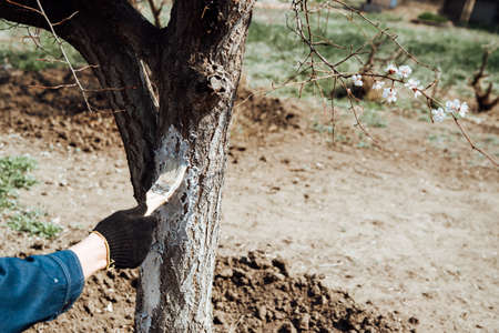 Man covering the tree with white paint to protect against rodents, spring garden work, whitewashed trees.Spring work in the gardenの写真素材