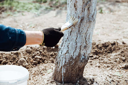 Man covering the tree with white paint to protect against rodents, spring garden work, whitewashed trees.Spring work in the gardenの写真素材