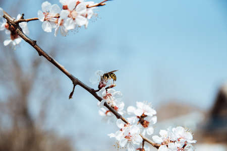 Close up of a branch with white cherry tree flowers in full bloom in a garden in a sunny spring dayの写真素材