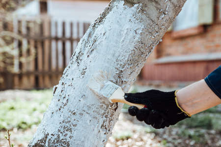 Man covering the tree with white paint to protect against rodents, spring garden work, whitewashed trees.Spring work in the gardenの写真素材