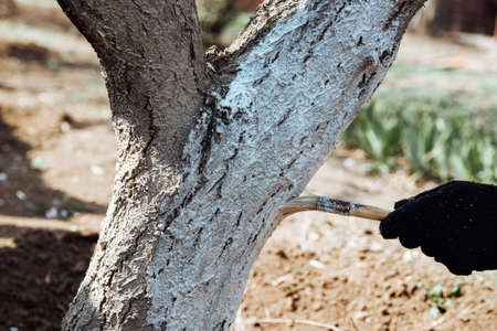 Man covering the tree with white paint to protect against rodents, spring garden work, whitewashed trees.Spring work in the gardenの写真素材