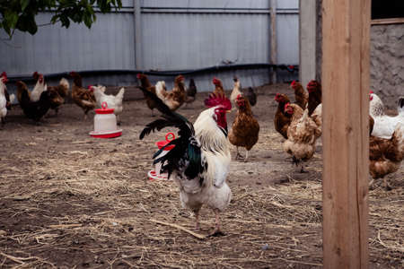 chickens at a chicken farm outdoors. Chicken farm concept.Chicken in the backyard near the chicken coopの写真素材