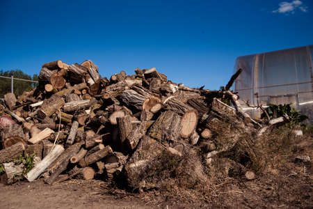 closeup of huge log pile of sawn birch tree against blue sky outdoor