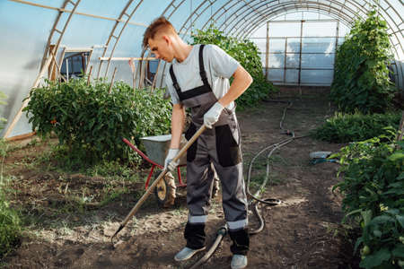 Happy farmer at work in greenhouse.Portrait of a man at work in greenhouse.The concept of farming, agriculture and healthy food.の写真素材