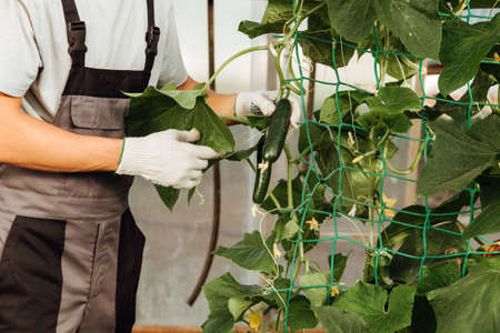 Happy farmer at work in greenhouse.Portrait of a man at work in greenhouse.The concept of farming,...