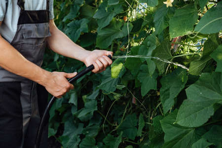 Happy farmer at work in greenhouse.Portrait of a man at work in greenhouse.The concept of farming, agriculture and healthy food.Man farmer watering plants from a hoseの写真素材