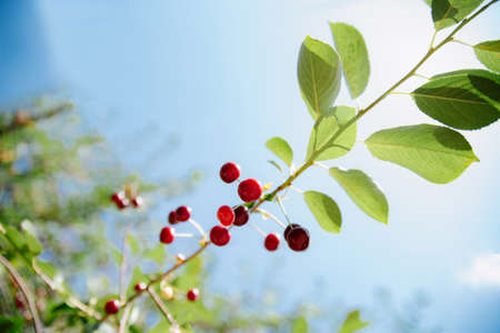 A branch of cherry with ripe berries in sunny weather. Selective focus.Ripe cherries hanging from a...