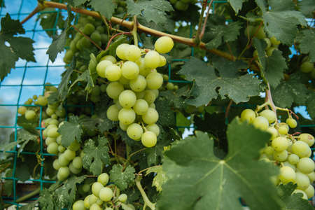 Bunch of ripe juicy grapes on a branch in bright sunlight.Vine and bunch of grapes in garden.grapes with green leaves on the vine. fresh fruitsの写真素材