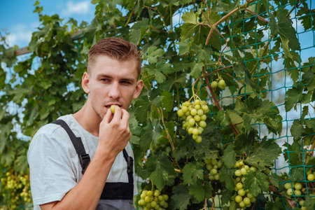 Smiling happy owner young Caucasian man working and gardening his farm, vineyards in autumn. Young man is checking the growing grapes before harvestingの写真素材