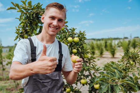 A male farmer picks apples in the garden. Happy farmer picks ripe apples from the treeの写真素材