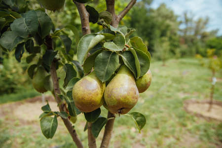 Closeup of green pears on a branch in an orchard. Pears on pear tree branch. Selective focus.Closeup...