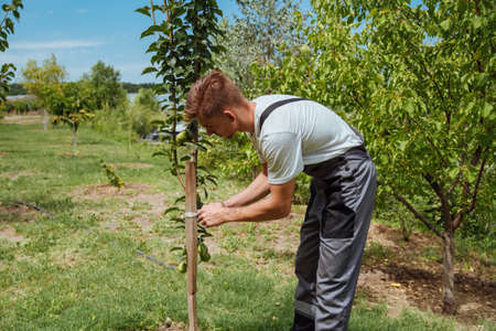 A male farmer picks pears in the garden. Happy farmer picks ripe pears from the tree