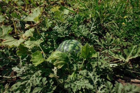 Watermelon field on a summer day. Watermelon plantation.Cultivation of watermelons in Astrakhanの写真素材
