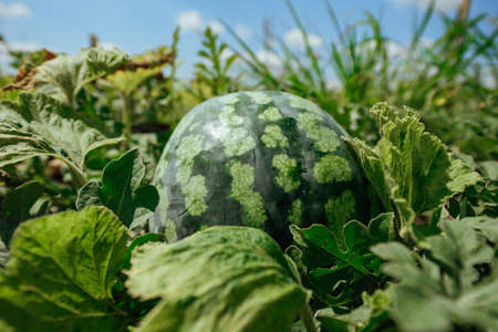 Watermelon.Watermelon farm.Green watermelon growing.Green ripe watermelon close upの写真素材
