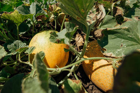 Ripe melon on the field. Yellow melons in the field. Harvest melons in agricultural landYellow melon field in countryside in Russia.の写真素材