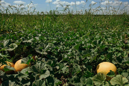 Ripe melon on the field. Yellow melons in the field. Harvest melons in agricultural landYellow melon field in countryside in Russia.の写真素材