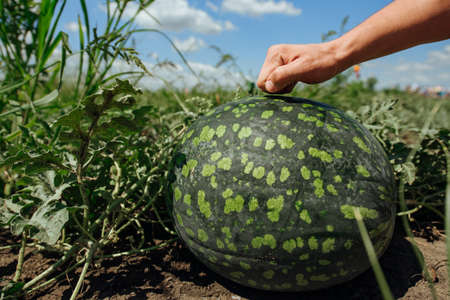 Watermelon.Watermelon farm.Green watermelon growing.Green ripe watermelon close upの写真素材