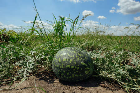 Watermelon.Watermelon farm.Green watermelon growing.Green ripe watermelon close upの写真素材
