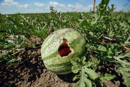 Rotten watermelon in a watermelon field. Watermelon field. Growing watermelonsの写真素材