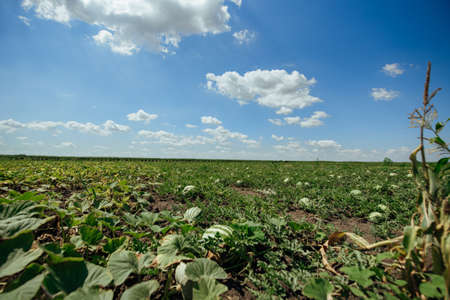 Watermelon field on a summer day. Watermelon plantation.Cultivation of watermelons in Astrakhan