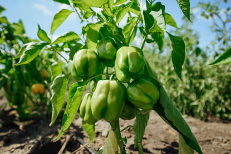 Green bell pepper hanging on tree in the plantation. Sweet pepper plant, paprika.green peppers growing in the garden.の写真素材