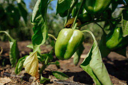 Green bell pepper hanging on tree in the plantation. Sweet pepper plant, paprika.green peppers growing in the garden.の写真素材