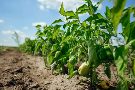 Green bell pepper hanging on tree in the plantation. Sweet pepper plant, paprika.green peppers growing in the garden.の写真素材