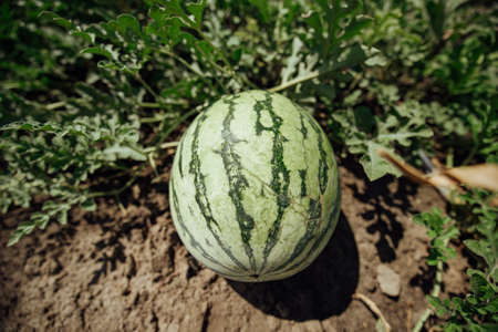 Watermelon.Watermelon farm.Green watermelon growing.Green ripe watermelon close upの写真素材