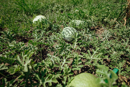 Watermelon.Watermelon farm.Green watermelon growing.Green ripe watermelon close upの写真素材