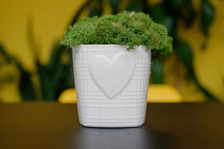 stabilized moss. Table decorated with stabilized moss.Stabilized green moss in the interiorの写真素材