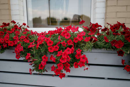 Colorful petunia flowers in vibrant pink and purple colors in decorative flower pot close up, floral...