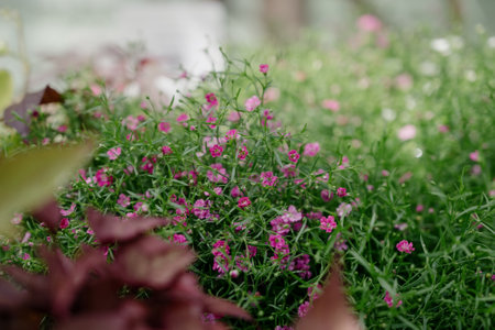 Variety of plants and flowers at flower market, selective focus on flowers. Garden center for the...
