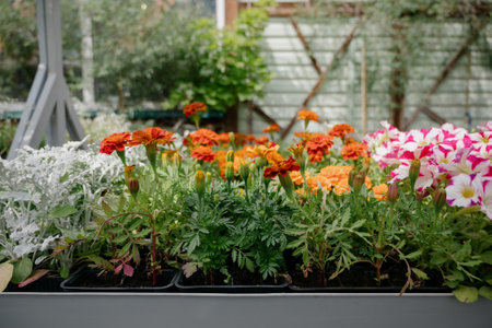 Variety of plants and flowers at flower market, selective focus on flowers. Garden center for the sale of plants.A wide display of various flowers growing in pot on sale or nursery or plant shopの写真素材