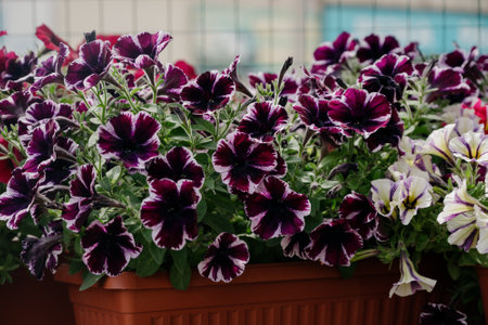 Colorful petunia flowers in vibrant pink and purple colors in decorative flower pot close up, floral wallpaper background with blooming petuniasの写真素材