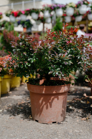 Variety of plants and flowers at flower market, selective focus on flowers. Garden center for the sale of plants.A wide display of various flowers growing in pot on sale or nursery or plant shopの写真素材