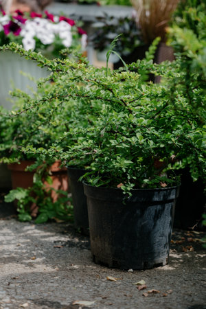 Variety of plants and flowers at flower market, selective focus on flowers. Garden center for the...