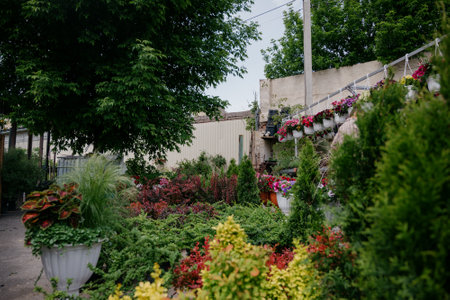 Variety of plants and flowers at flower market, selective focus on flowers. Garden center for the sale of plants.A wide display of various flowers growing in pot on sale or nursery or plant shopの写真素材