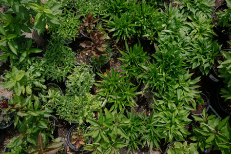 Variety of plants and flowers at flower market, selective focus on flowers. Garden center for the sale of plants.A wide display of various flowers growing in pot on sale or nursery or plant shopの写真素材