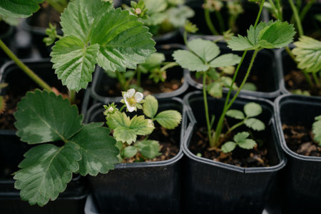 Variety of plants and flowers at flower market, selective focus on flowers. Garden center for the sale of plants.A wide display of various flowers growing in pot on sale or nursery or plant shopの写真素材