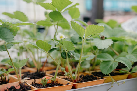 Variety of plants and flowers at flower market, selective focus on flowers. Garden center for the sale of plants.A wide display of various flowers growing in pot on sale or nursery or plant shopの写真素材