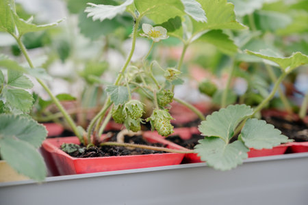 Variety of plants and flowers at flower market, selective focus on flowers. Garden center for the sale of plants.A wide display of various flowers growing in pot on sale or nursery or plant shopの写真素材