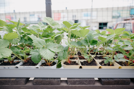 Variety of plants and flowers at flower market, selective focus on flowers. Garden center for the sale of plants.A wide display of various flowers growing in pot on sale or nursery or plant shopの写真素材