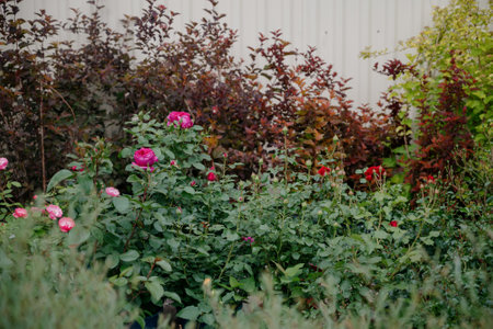 Variety of plants and flowers at flower market, selective focus on flowers. Garden center for the...